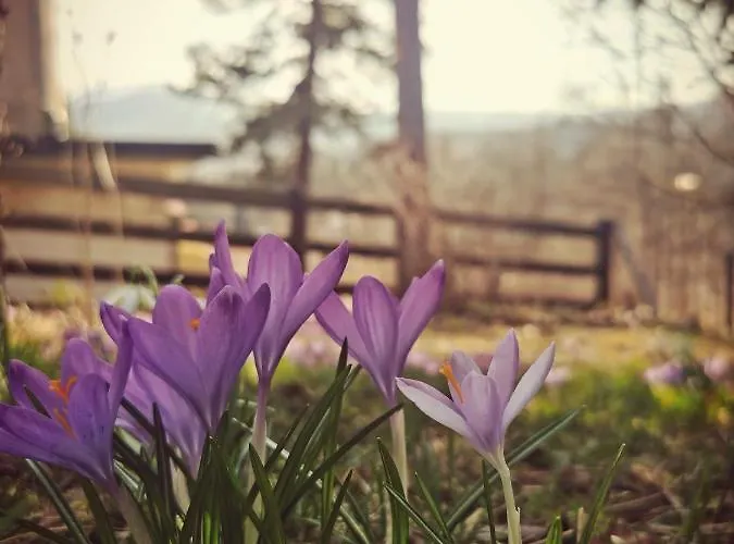 Marcowka M4 - Duzy W Historycznej Willi Z Ogrodem *